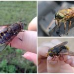 Gadfly i horsefly