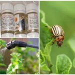 Executioner to fight the Colorado potato beetle