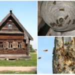 Bienen in einem Holzhaus