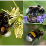 Colorful bumblebees