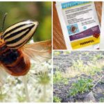 Regent from the Colorado potato beetle