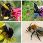 Bumblebee species