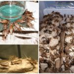 Breeding crickets