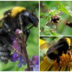 Garden bumblebee