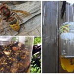 Homemade traps for hornets and wasps