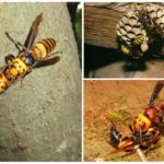 Giant japanese hornet