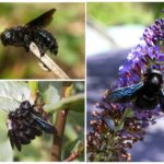 Purple (blue) bumblebee carpenter