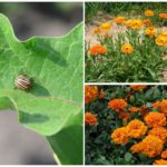 Plantes dissuasives escarabat de patata de Colorado