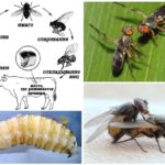 Life cycle gadfly