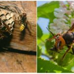 Giant asian hornet