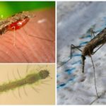 Malaria mosquitoes