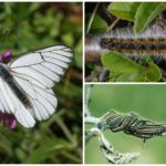 Raupe und Butterfly Hawthorn