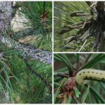 Caterpillars on pine