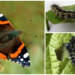 Butterfly Caterpillars Admiral