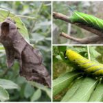 Hawthorn Caterpillar