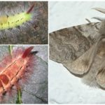 Redtail Caterpillar