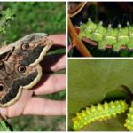 Pfau Caterpillar