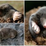 Kaukasische Mole