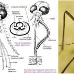 Estructura de capçal de mosquits