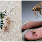 Blood type and mosquitoes