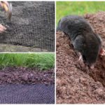 Mole Netting im Garten