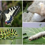 Swallowtail i gusjenica s lijeve strane, svilena buba i njena larva na desnoj strani