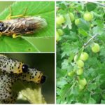 Sawfly على عنب الثعلب