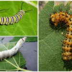 การให้อาหารของ Caterpillar