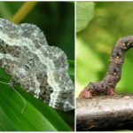 Caterpillar leptir moljac