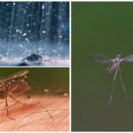 Fliegende Mücke im Regen