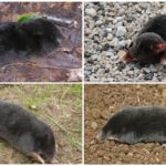 Mole species