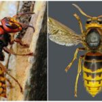 European Hornet