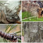 Raupe und Schmetterling der sibirischen Seidenraupe