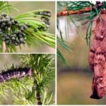 Eggs, caterpillar and Siberian silkworm cocoon