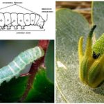 โครงสร้าง Caterpillar