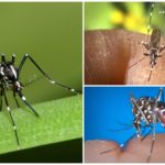 Representatives of the species Aedes (kusaki)