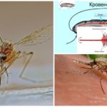 Estructura de mosquits