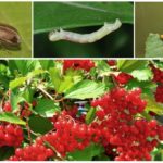 Viburnum pests