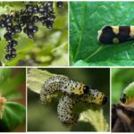 Currant Pests