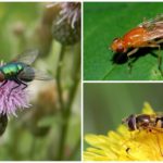 Fliegt sicher für Menschen