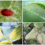 Spider mite