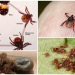 Tick ​​life cycle