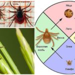 Tick ​​development cycle