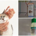 Tropfen für Katzen mit Otodetoze