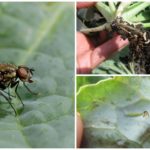 Cabbage Fly