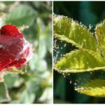 Spiderweed Pflanzen