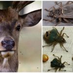 Elk mite breeding