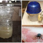 Homemade traps for flies