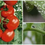 Weiße oder schwarze Fliegen auf Tomaten