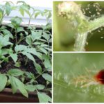 Spider mite na sazenice